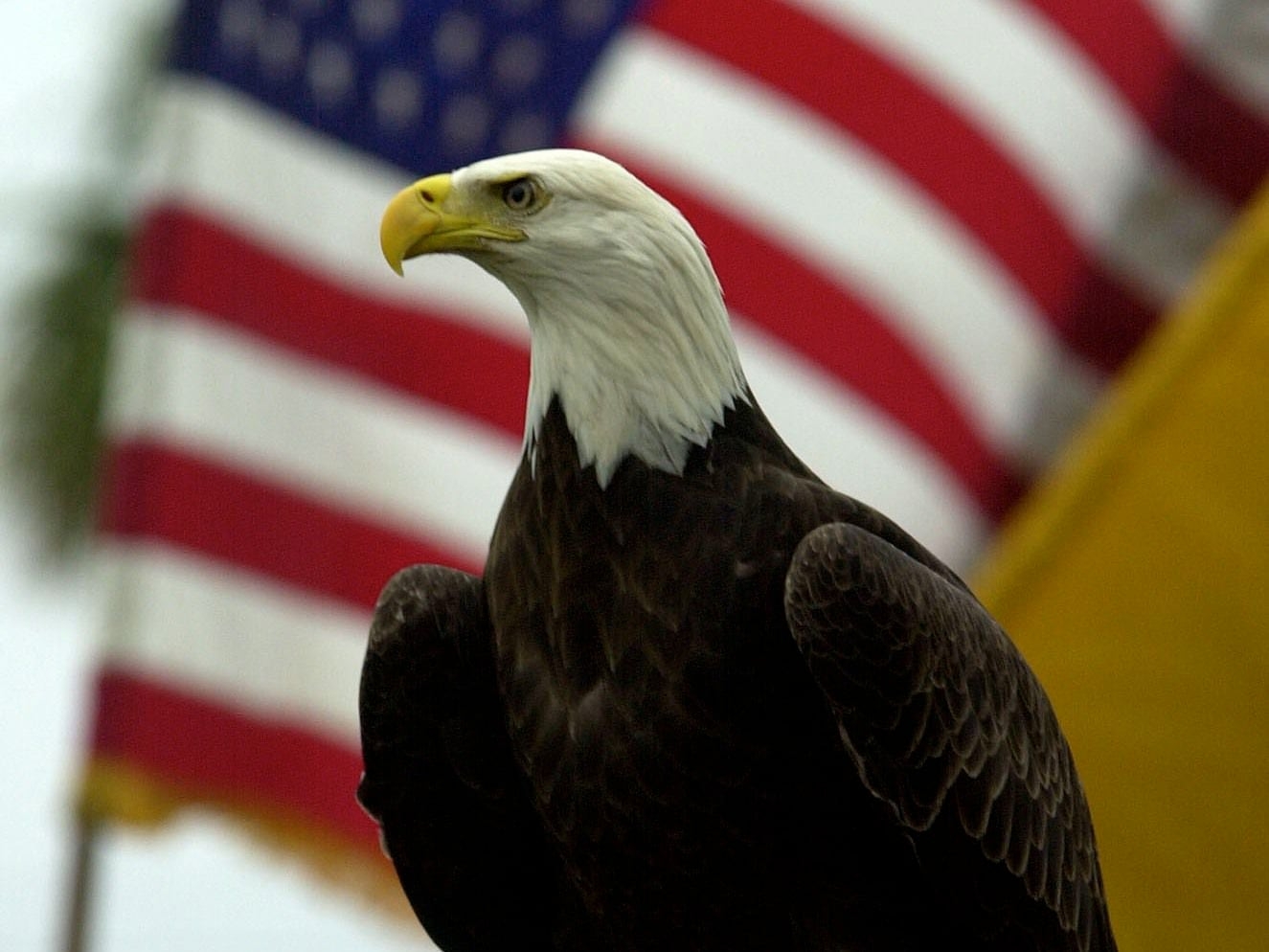 The Bald Eagle Isn t Actually America s National Bird But That s Poised To Change OPB The Bald Eagle Isn t Actually America s National Bird But That s Poised To Change OPB